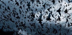500px-Batswarm.jpg