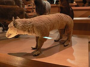 500px-Thylacine.jpg
