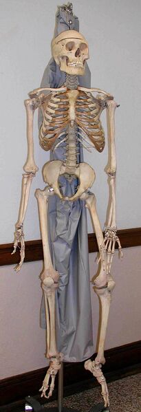 File:500px-Skeleton.jpg