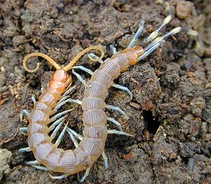 375px-Centipede.jpg